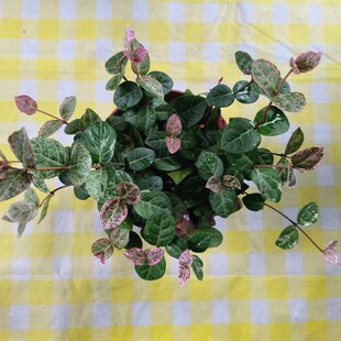 花叶落实室内阳台耐热耐晒多年盆栽植P物粗生好养超划算