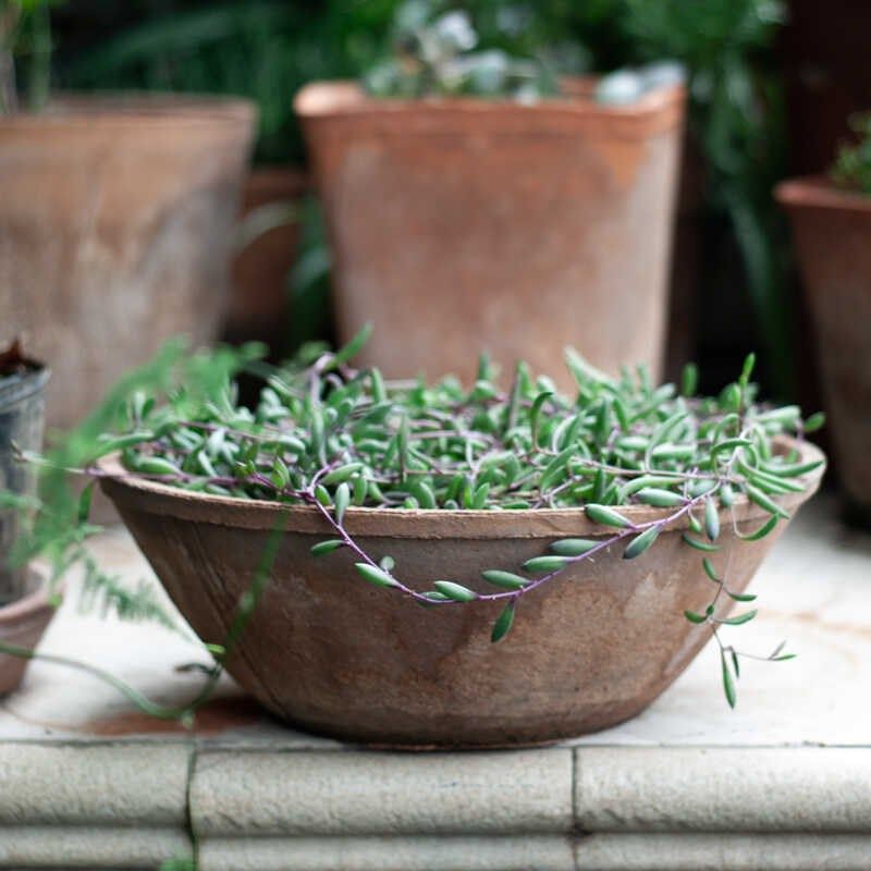 碗盆多肉花盆创意盆m大号泥瓦盆做旧艺术日系素烧土陶园艺种菜育