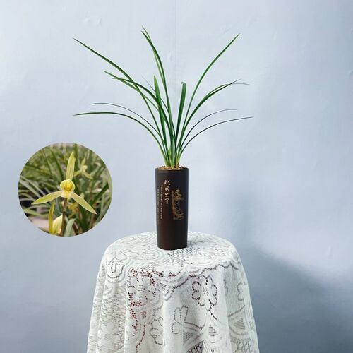 寒兰白素细叶株型兰w花苗开花浓香好养易活勤花