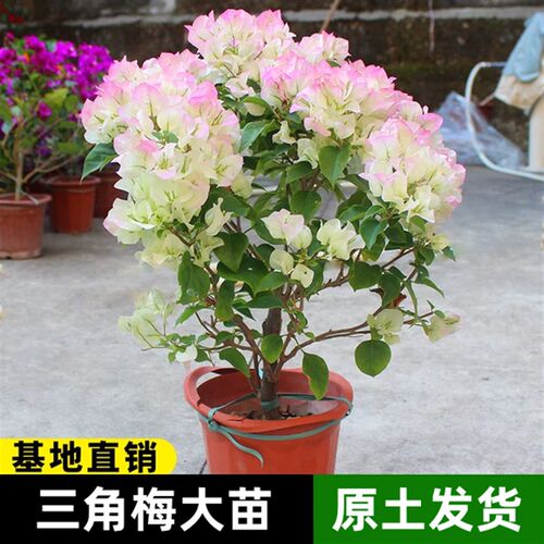 三角梅盆栽绿樱带花卉植物老桩好养易活阳台四季开花室内花苗重瓣