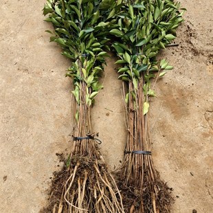 正宗小叶榕树苗细叶榕树树苗绿化苗风景树苗小树X苗1000棵