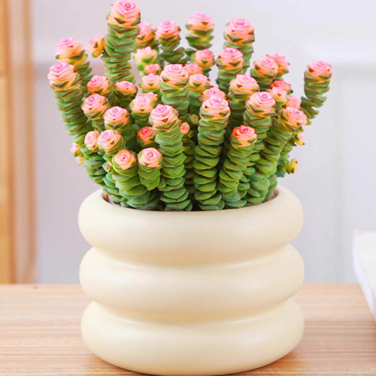 钱串子植物多肉小盆栽办公室桌面好养观叶花卉多头老桩四季好养活,鲜花速递/花卉仿真/绿植园艺,多肉植物,淘宝优惠券,粉丝福利购,淘宝优惠卷