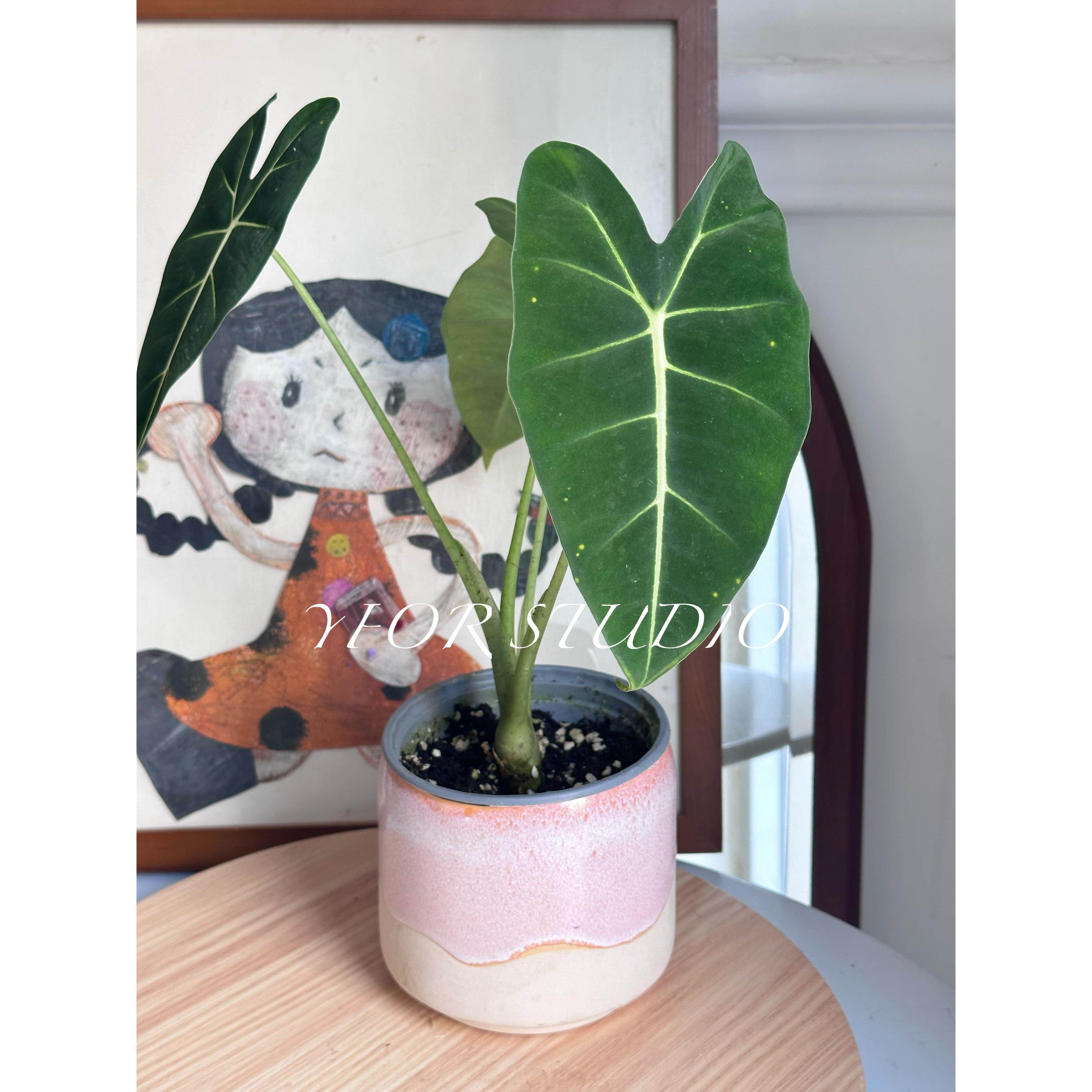出口外贸粉色可爱蝴蝶兰多肉绿植花纹无孔水培浮雕陶瓷小大口花盆