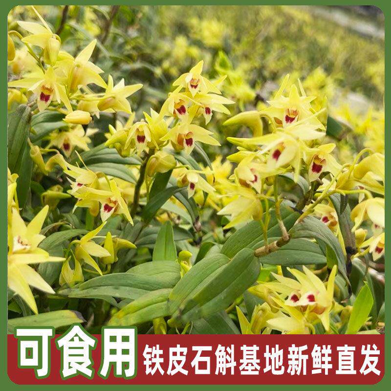 浙江温州雁荡山铁皮石斛三年大苗称斤花卉绿植