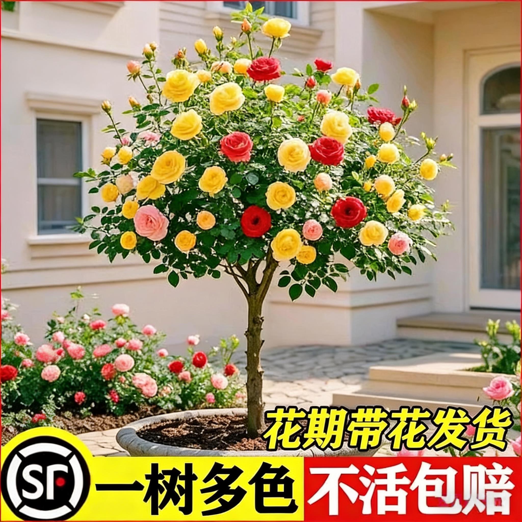 树桩月季花苗棒棒糖盆栽花卉特大花朵庭院老桩玫瑰花树苗四季开花图片
