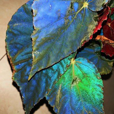 颜植 原生孔雀秋海棠begonia pavonina 反光金属蓝雨林缸生态造型