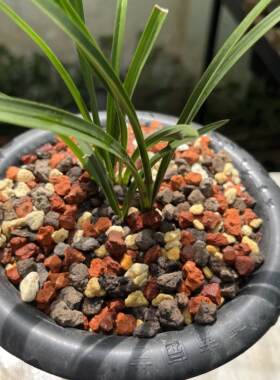兰花盆面装饰植料兰花专用土兰花护茎土植金石荷王仙土烧红土3合1