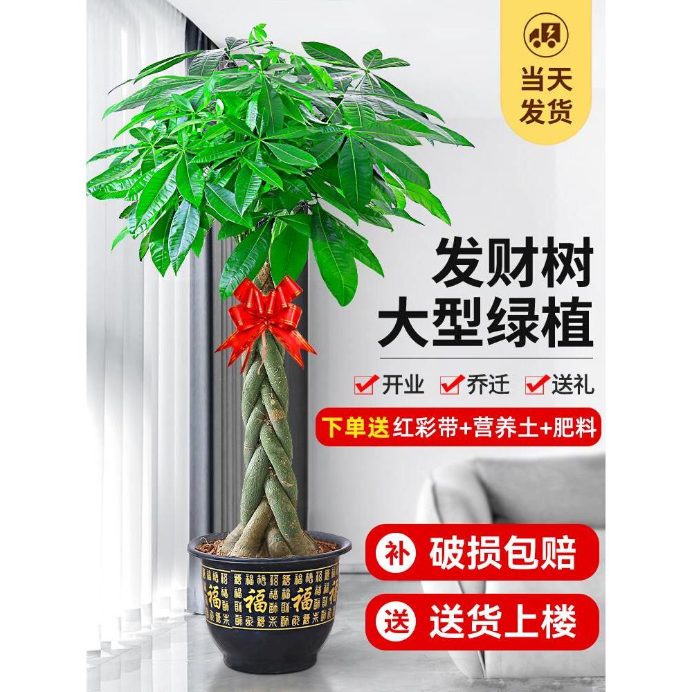 I客厅旺宅绿植大型迁乔新居装饰盆栽旺财植物发财树禄植落地礼品