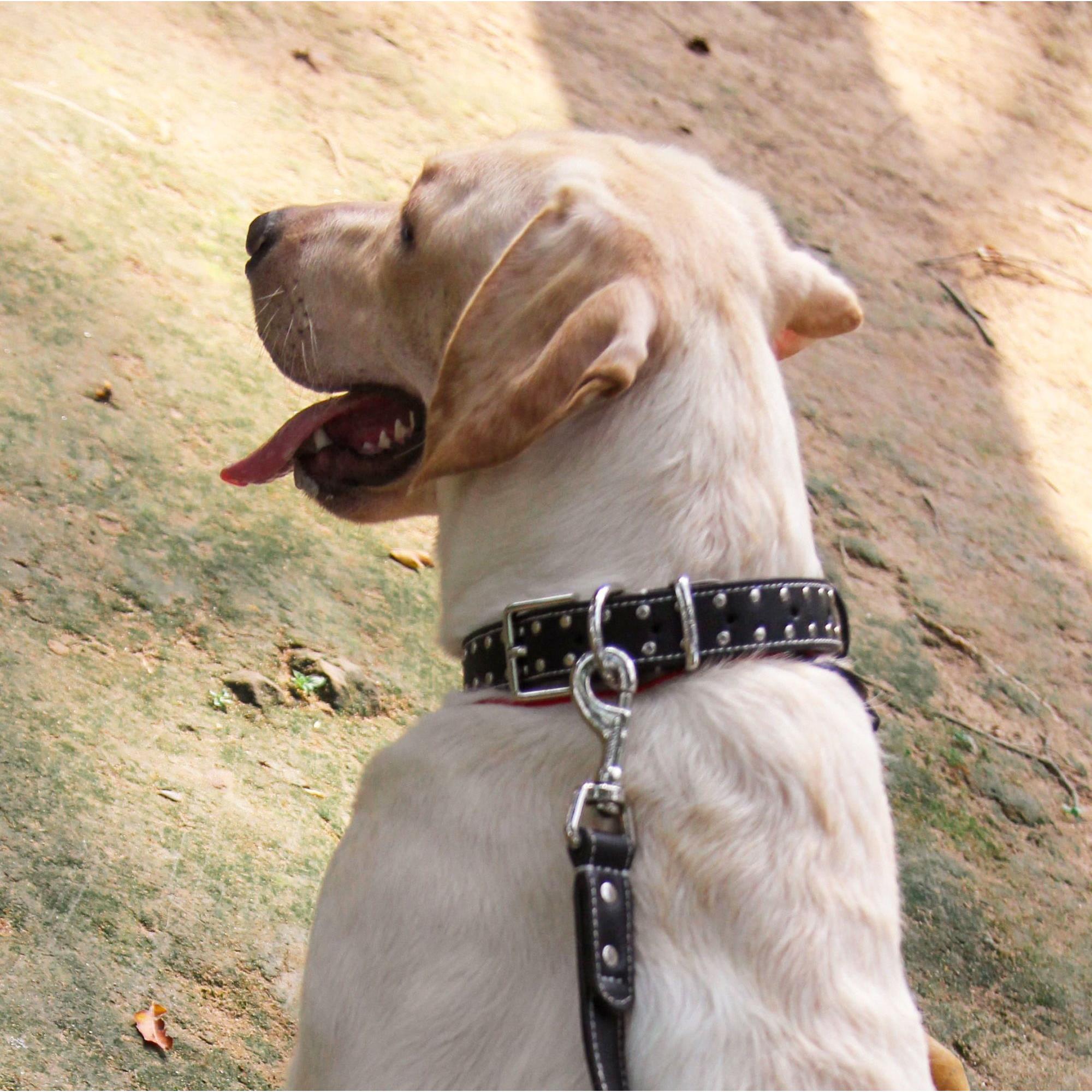 狗项圈狗链脖围狗带中大型犬牵引绳牛皮狗绳伸缩加粗训狗遛狗用品