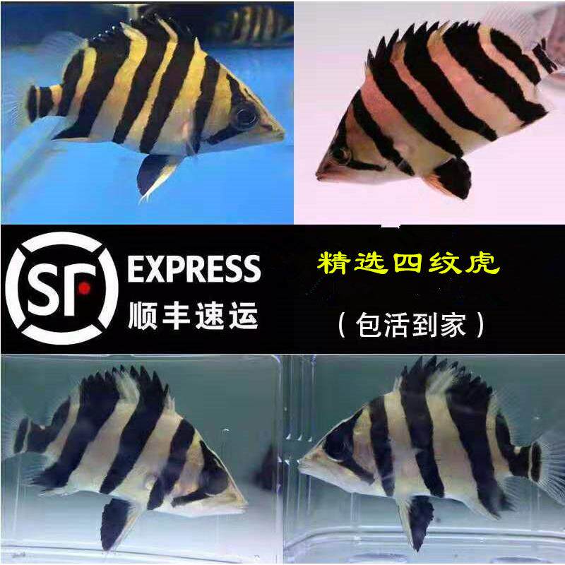 泰国三纹虎鱼印尼四纹虎鱼苗特惠鱼观赏鱼热带活体苏虎龙鱼配鱼