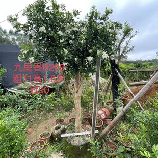 花卉九里香好養(yǎng) 九里香盆栽植物盆景老樁樹樁熟樁室內(nèi)綠植驅(qū)蚊四季
