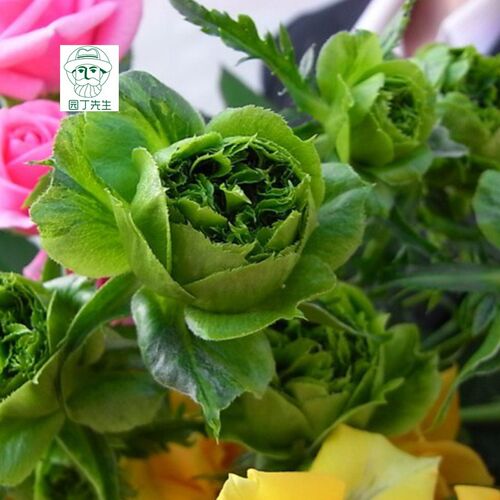 新品 结绿珍 切花绿色玫瑰月季花苗庭院盆栽阳台迷你灌木花园植物