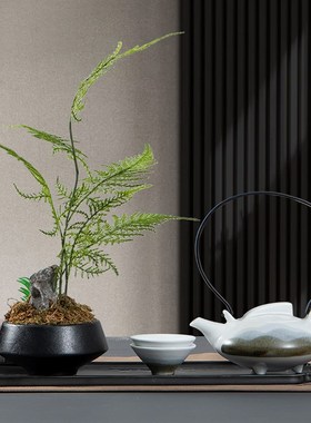 新中式文竹茶具茶道摆件禅意茶室茶桌茶台小盆栽中国风禅房装饰品