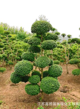 小叶女贞盆景树桩球形树苗庭院别墅植物小区绿化