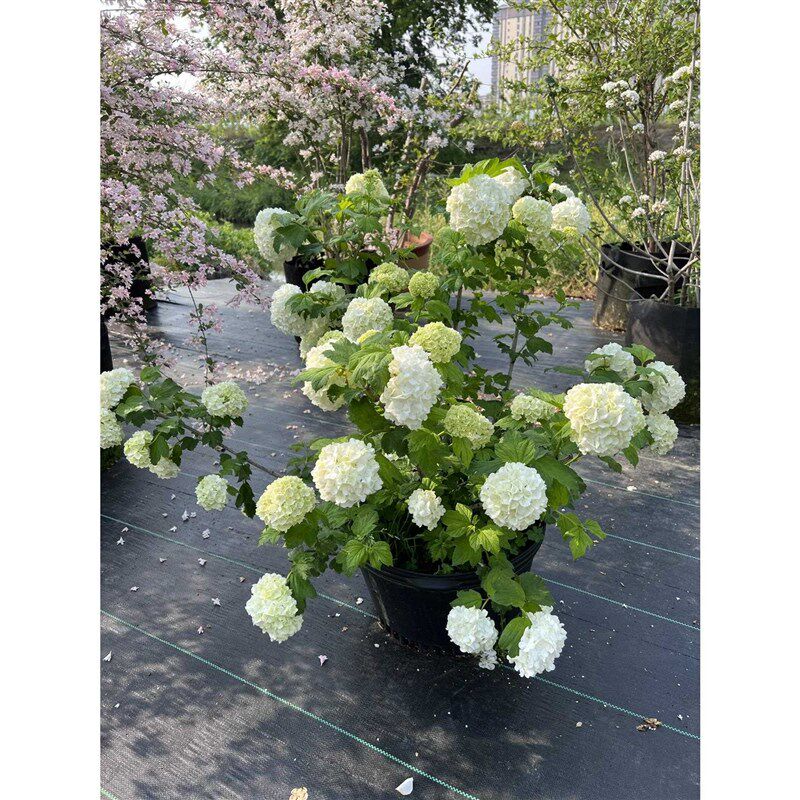 欧洲木绣球玫瑰阳台庭院楼顶栽种叶子和花都具有观赏价值特耐寒