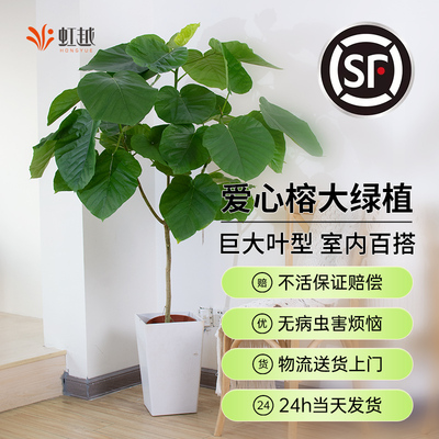 爱心榕盆栽植物室内大型绿植客厅盆景四季好养活心叶伞榕树带花盆