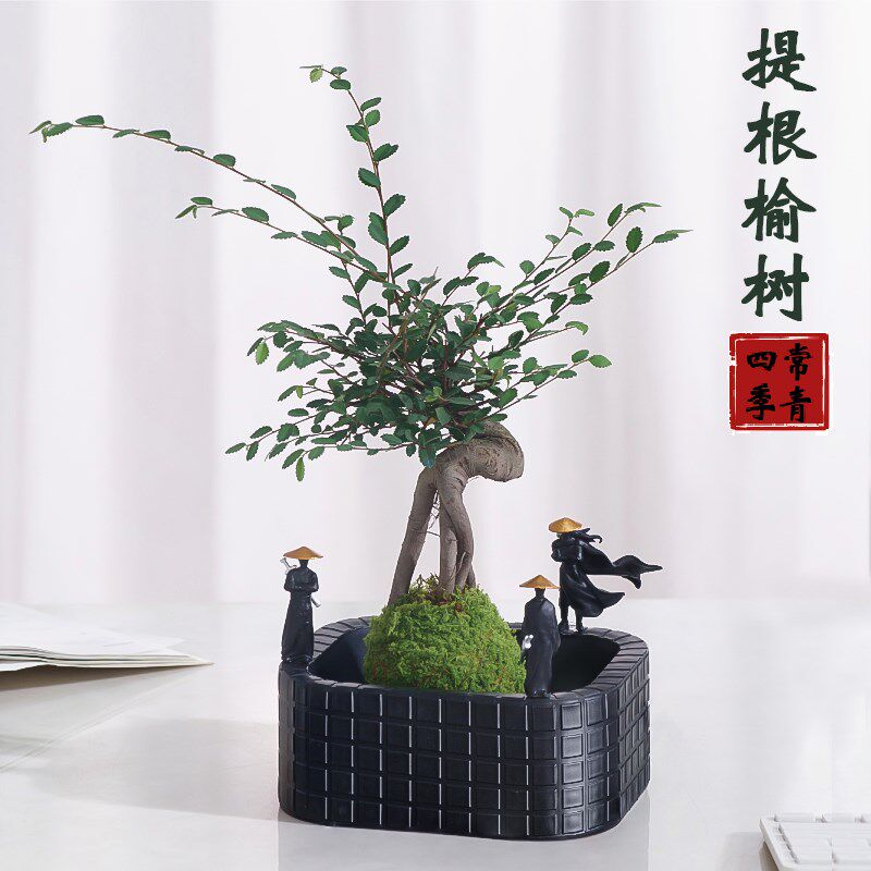 小叶榆树提根造型盆景室内办公室桌招财小盆栽四季好养微型盆景