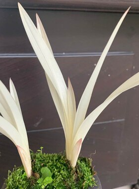 精品兰花幽灵艺草七彩白玉绿植盆栽