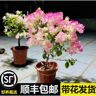 开花 重瓣三角梅盆栽室外爬藤植物带花绿樱红缨老桩多色花卉四季