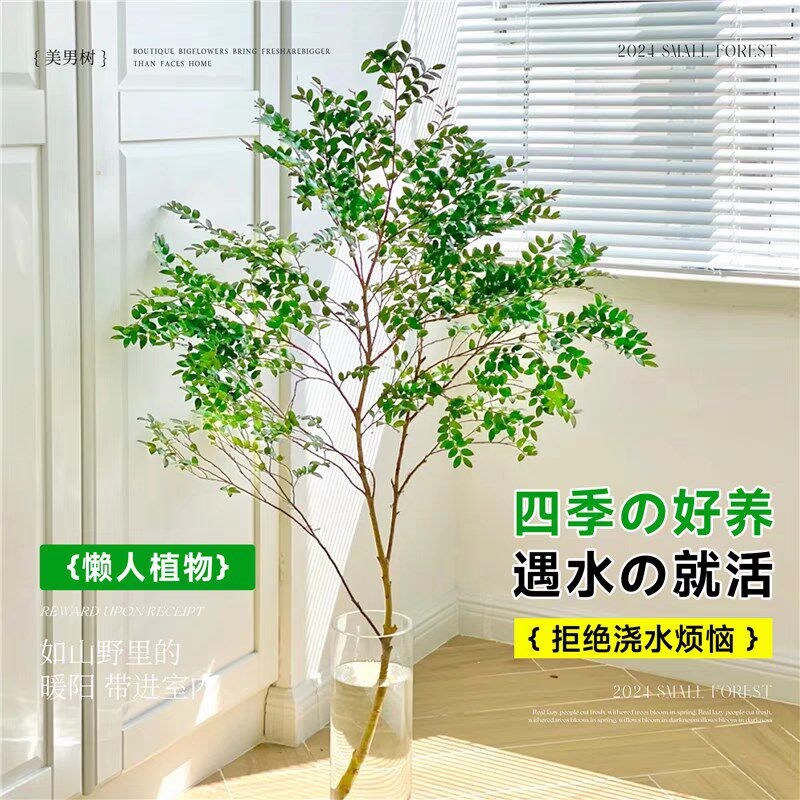 美男树水培植物鲜切枝室内好养四季无土纯L水培绿植水培马醉木吊