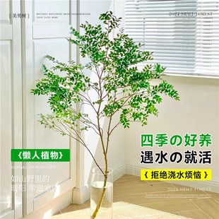 美男树水培植物鲜切枝室内好养四季无土纯L水培绿植水培马醉木吊