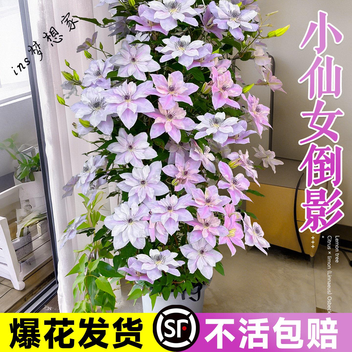 倒影铁线莲大苗带花苞乌托邦约瑟芬新款盆栽爬藤植物四季开花大苗