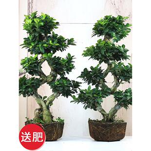 金钱榕盆栽绿植花卉大8字老桩造型s弯摇钱树植物小叶人参榕树盆景