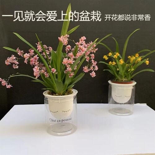 6色可选 包开花 下单就送懒y人杯 种好发货 梦香文心兰 开花超香