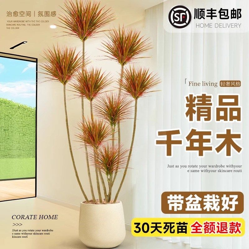 千年木客厅绿植大型m植物盆栽室内七彩铁龙血树落地式好养真树造
