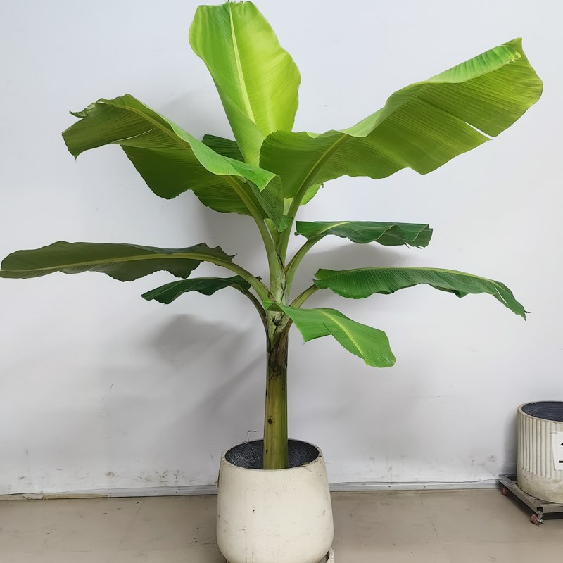 大叶芭蕉树盆栽真绿植大型观赏植物室外落地盆景绿植四季常春好养