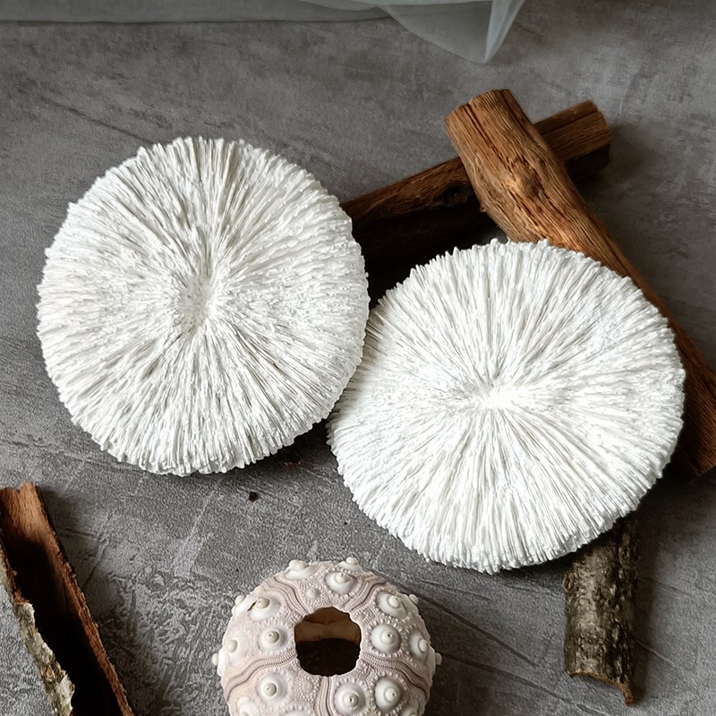 鱼缸造景石膏海蘑菇珊瑚自然白色不掉色装饰摆件微景观道具海洋风