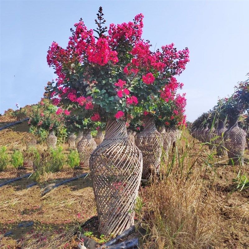 高档紫薇造型花瓶紫薇花瓶别墅庭院造型树风景树耐寒耐热四季好养,鲜花速递/花卉仿真/绿植园艺,绣球/木绣球/木本植物,淘宝优惠券,粉丝福利购,淘宝优惠卷