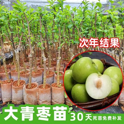 台湾大青枣树苗嫁接苗t牛奶枣庭院盆栽甜脆南北方种植