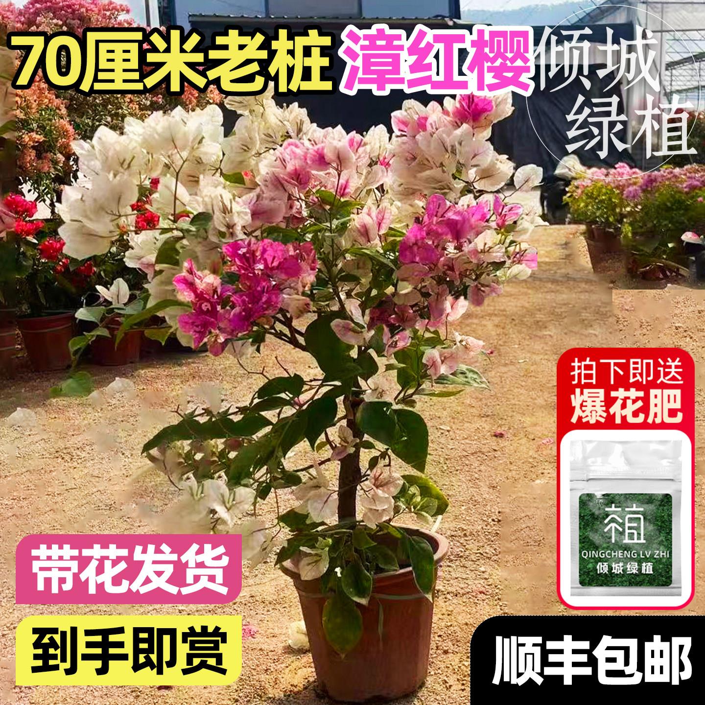 漳红樱三角梅盆栽重瓣绿樱带花苞发货老桩开花卉耐寒耐冻室外