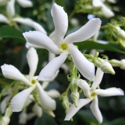 风车茉莉 银丝茉莉花 络石藤 耐热耐寒攀爬花卉 阳台浓香爬藤植物