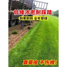 草皮真草坪带泥土别墅花园绿化四季青果岭草台湾草马尼拉草皮带土