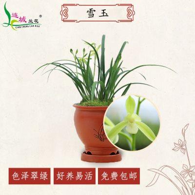 連城蘭花建蘭四季蘭雪玉辦公室內(nèi)客廳帶花苞素花綠植花卉小盆栽