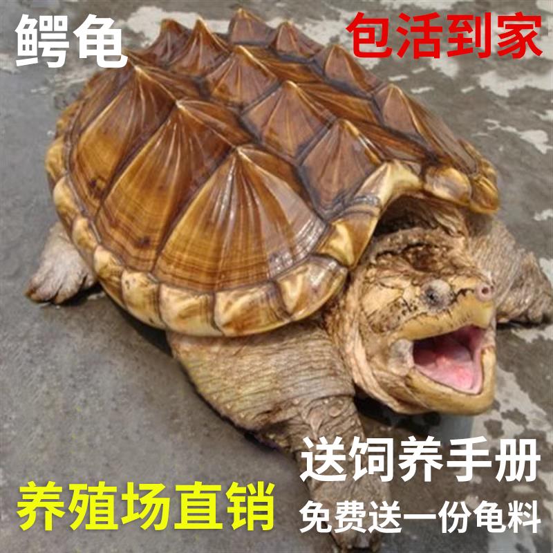 大鳄龟苗活体鳄鱼龟纯佛佛鳄刺鳄观赏幼苗可食用鳄龟