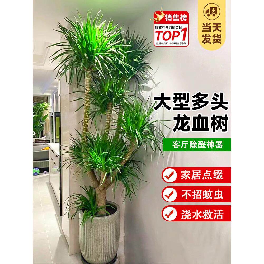 分叉老桩龙血树客厅绿植多头龙须树龙铁树客厅室内大型龙血树盆栽