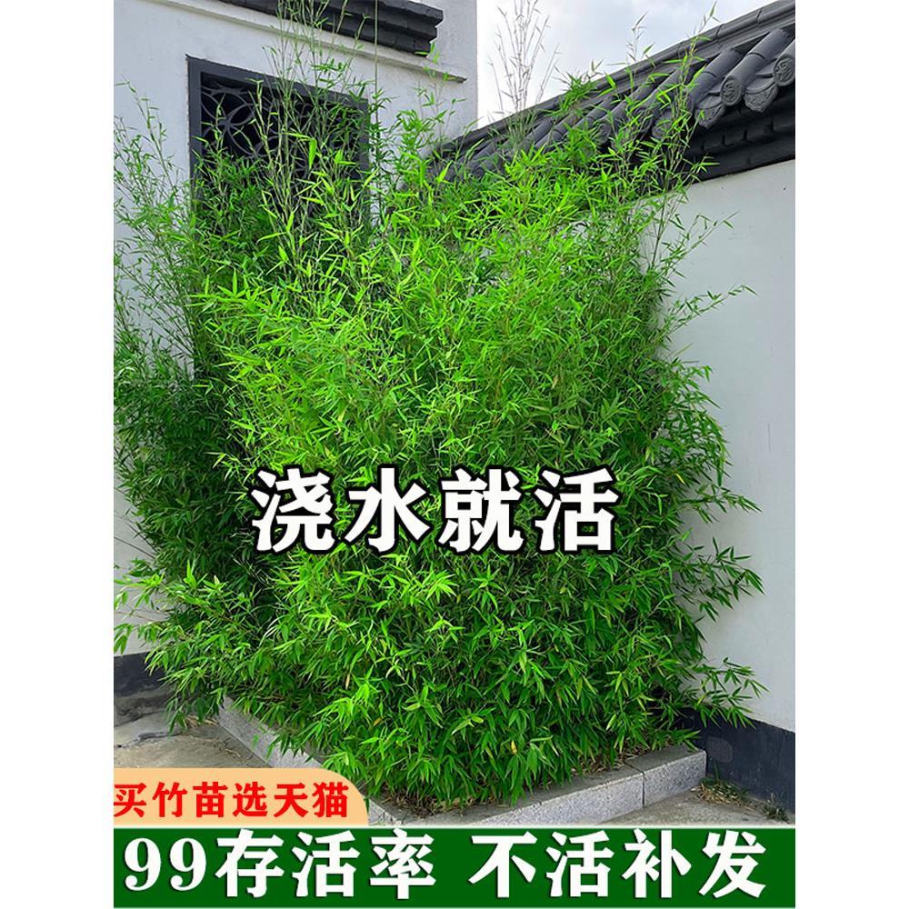 耐寒观赏竹子苗庭院四季青名贵竹子盆栽室内紫竹苗景观绿罗汉金竹