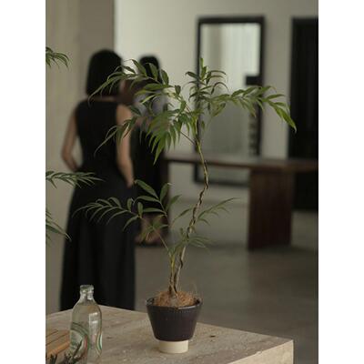 Earth plant 十大功劳小众植物观叶观茎盆景室内桌面四季常绿绿植