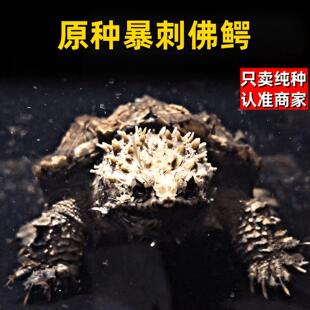 原种纯佛鳄龟爆刺鳄龟活物杂佛北美黑佛鳄龟凶猛观赏龟小鳄龟苗