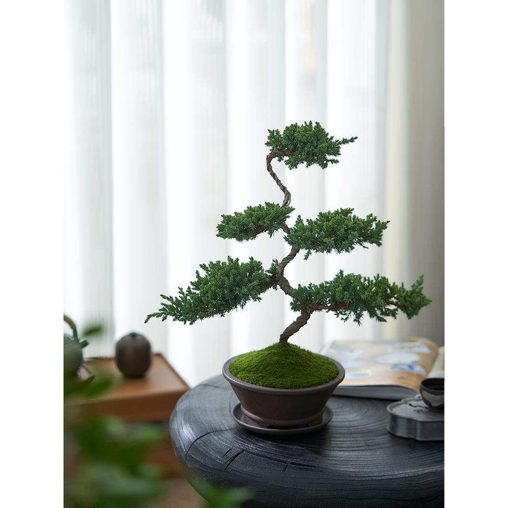 迎客松真柏盆景老桩造型柏树盆栽室内客厅四季常青好养高端植物
