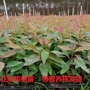 桉树苗速生桉树苗广一广九二代29号桉树树苗快速绿W化林苗经济造