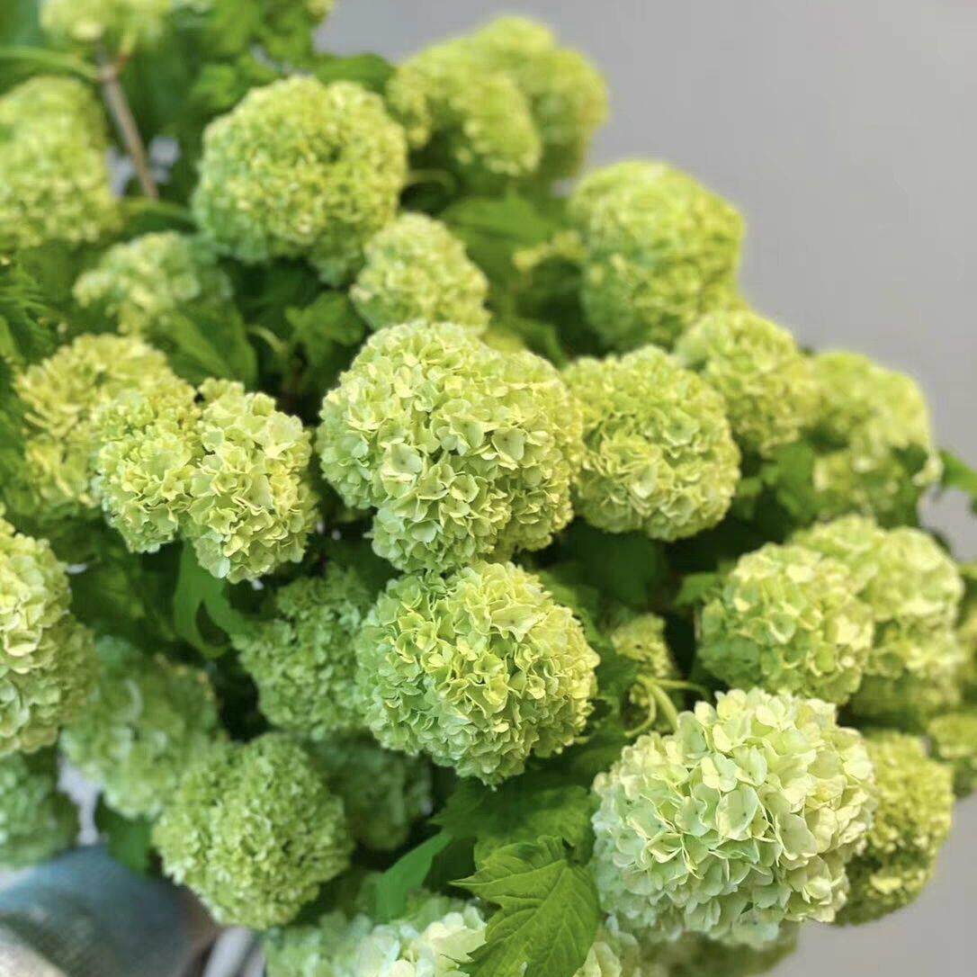 欧洲木绣球大花斗球树苗耐寒耐冬耐冻花期超长庭院观赏