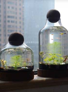 。小鱼缸冷门小玩意桌面微景观鱼缸椭圆型生态鱼瓶鱼虾水草创意摆