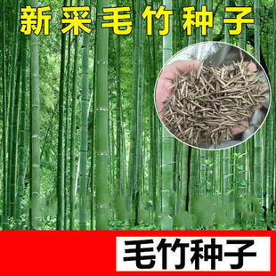 大型毛竹种子青竹紫竹麻竹楠竹四季风景竹子雷竹食用竹笋冬笋高产