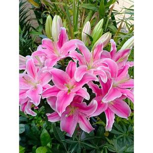 香水百合大种球进口四季盆栽花卉种子室内外阳台带芽浓香花苗水仙