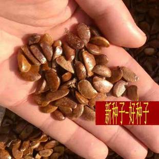 软枣种子嫁接柿子树钻木子君迁子野柿子黑枣鸟柿子籽