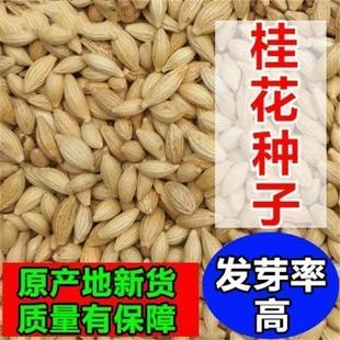 新采桂花种子四季桂金桂沉香八月桂花树种子桂花种籽四季种花种籽